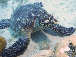 045 Hawksbill Sea Turtle IMG 5811
